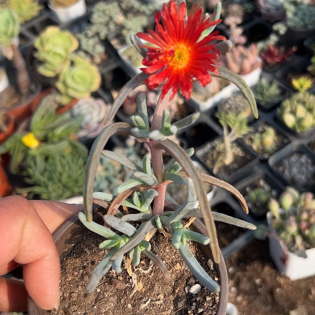 多肉植物橙花奔龙