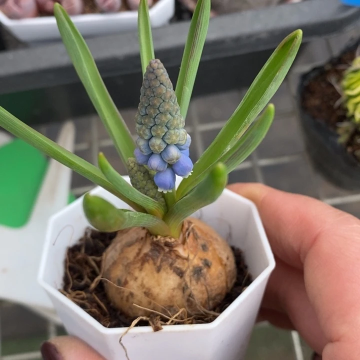 伯克利和格蕾纳等著名音乐