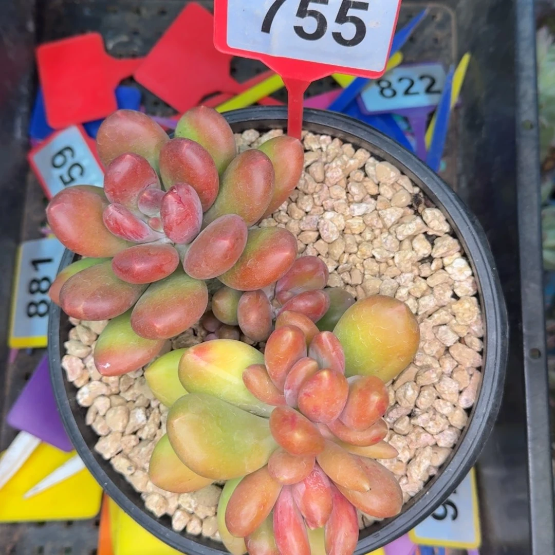 多肉植物塔尔萨sp755