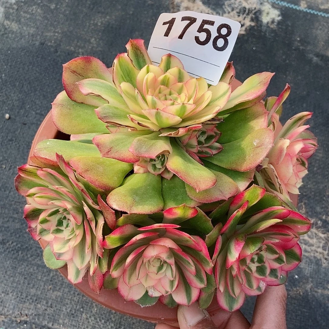 红陶1758荔枝不周正4冠服16