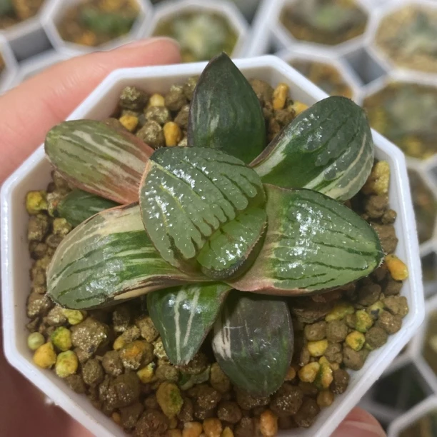好养的十二卷玉露多肉植物带土原盆栽培室内桌面盆栽