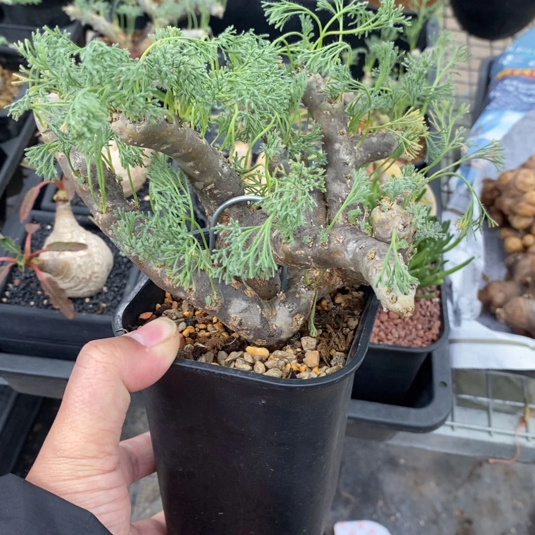 黑皮月界多肉植物
