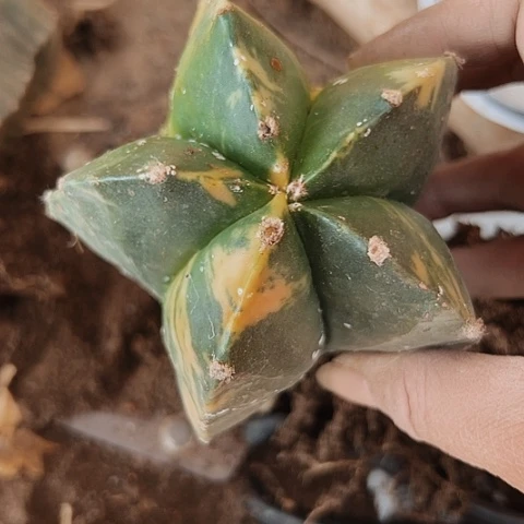 105处理无根嫁接仙人球