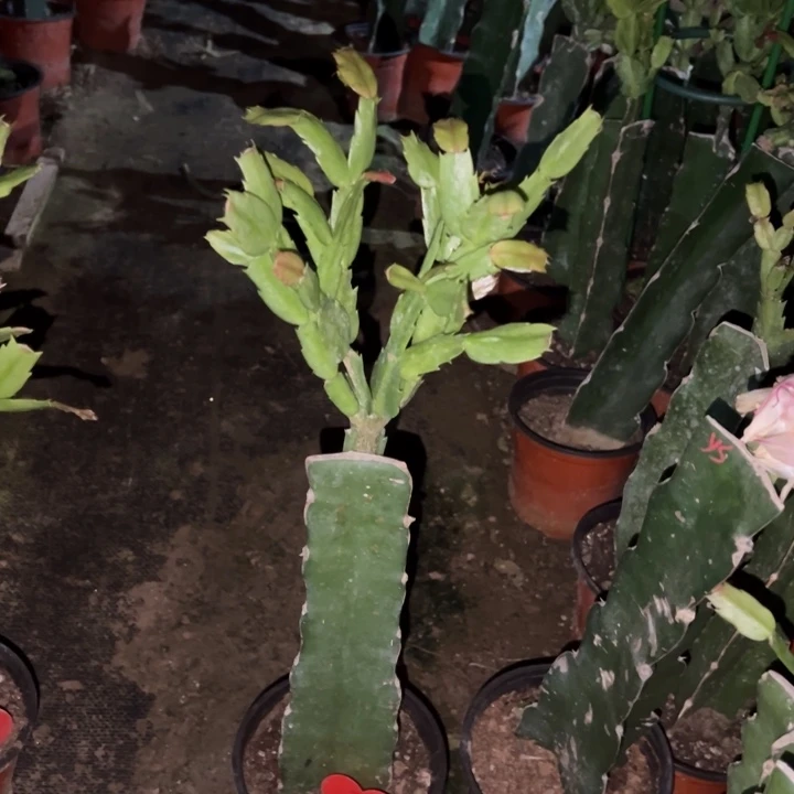 笑***幻当前无花栽培后可以开花雅丝33
