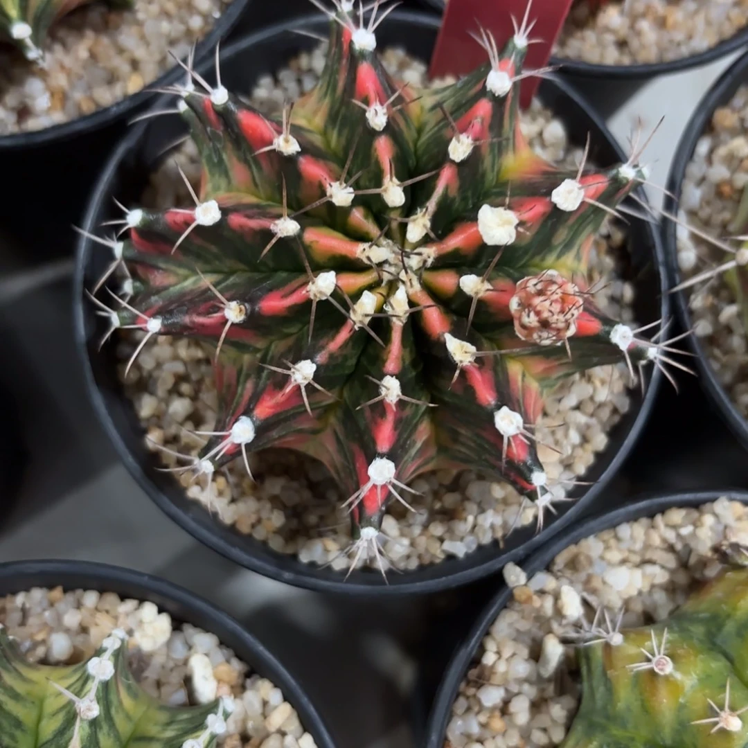 185-0104泰国发货多肉