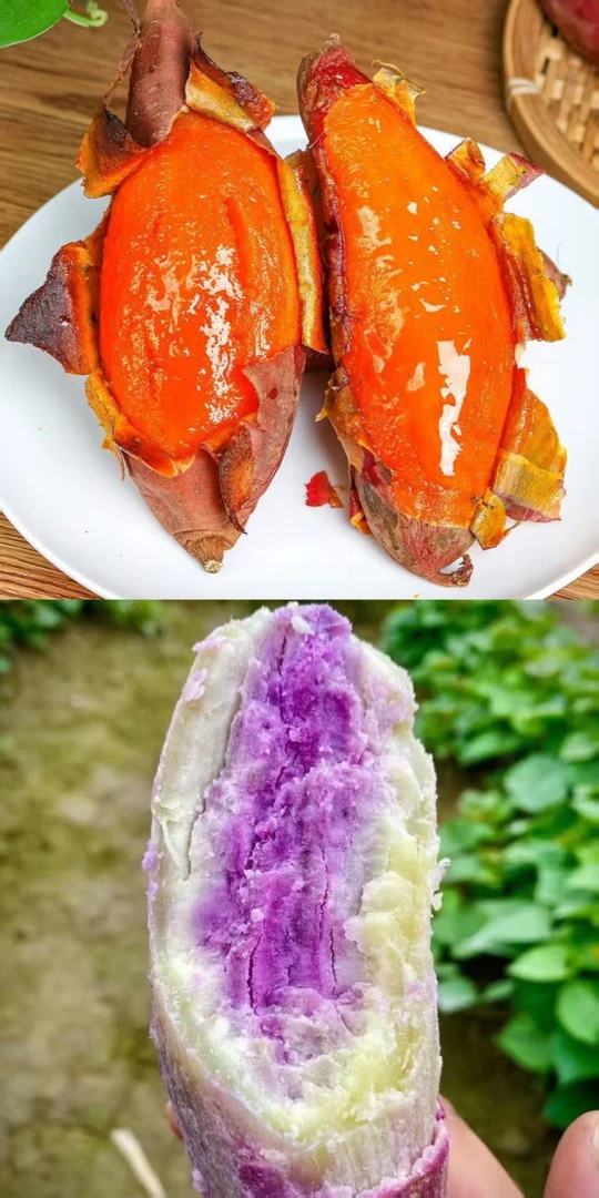 【组合装】正宗广东茂名沙地冰淇淋红薯新鲜现挖/农家自种黄心蜜薯