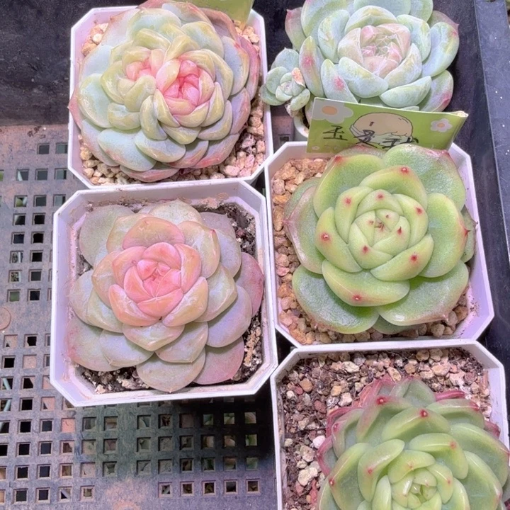 ****眸啦啦开播福利啦啦