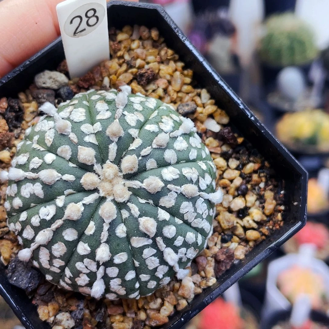 非偏远地区满25包邮仙人球