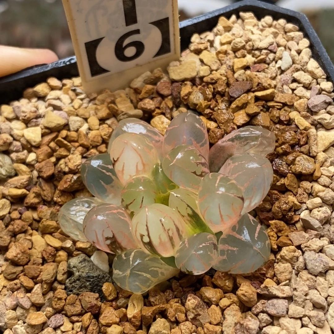 1灵犀玉露多肉植物组合