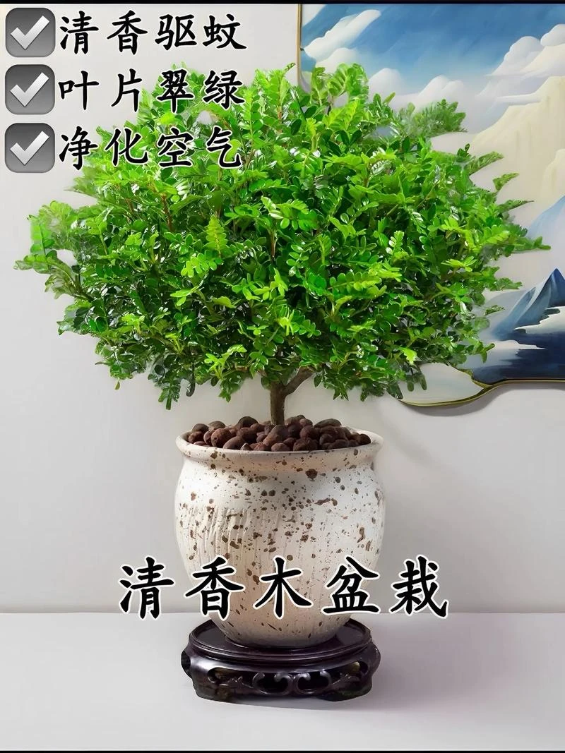清香胡椒木 绿植 盆栽 盆景 夏日驱蚊 除甲醛 不包盆