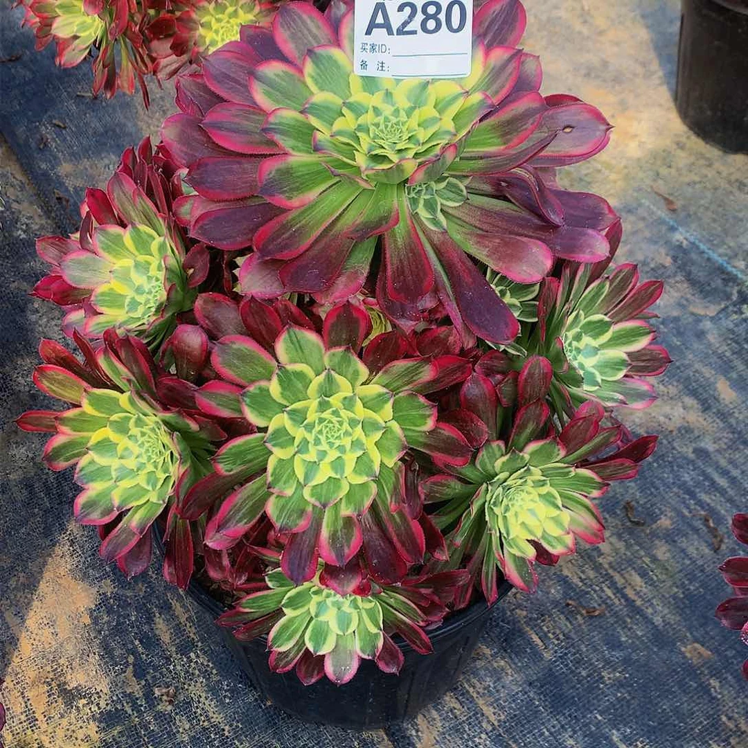 280多肉法师天和