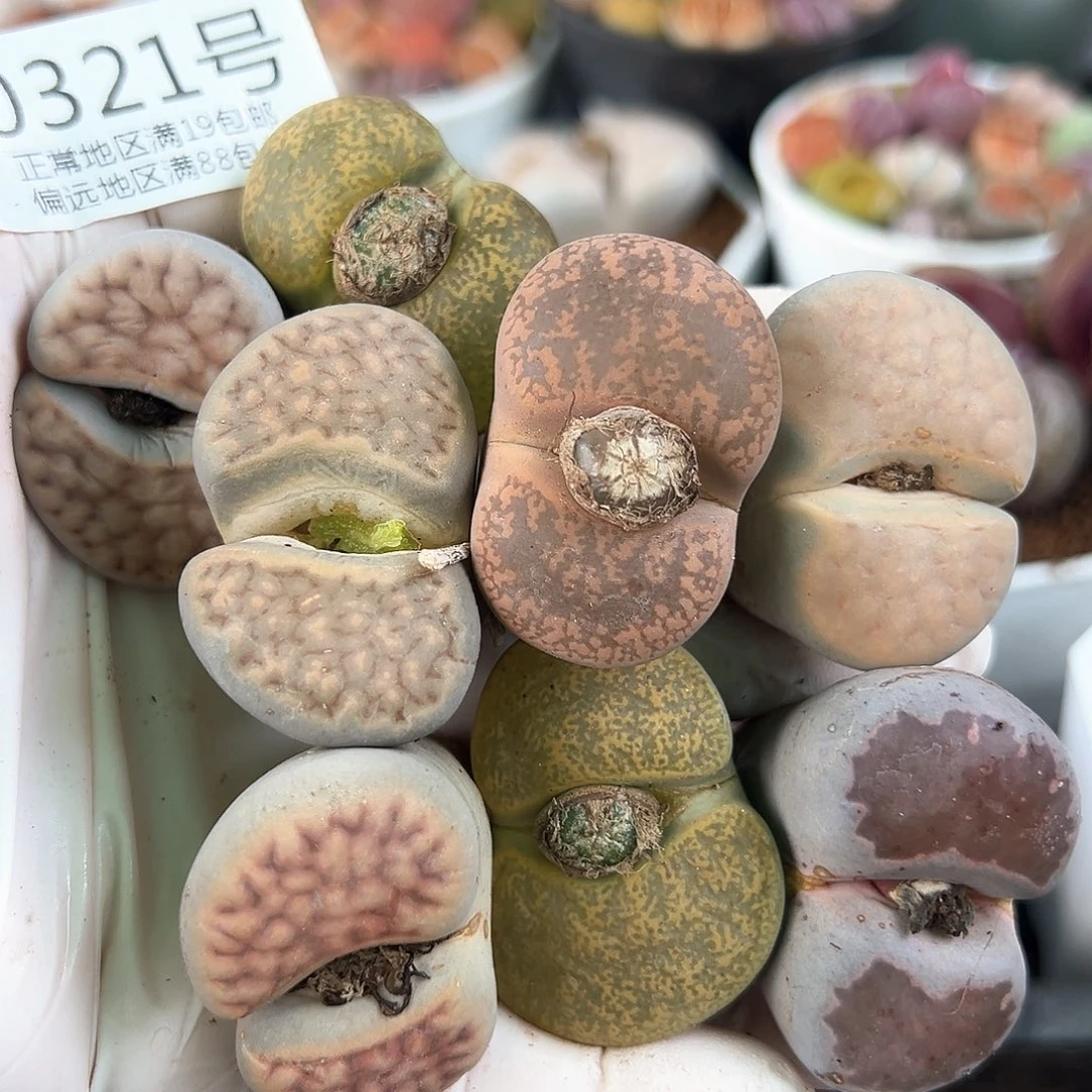 0321五年歪瓜裂枣8颗3-3.5cm