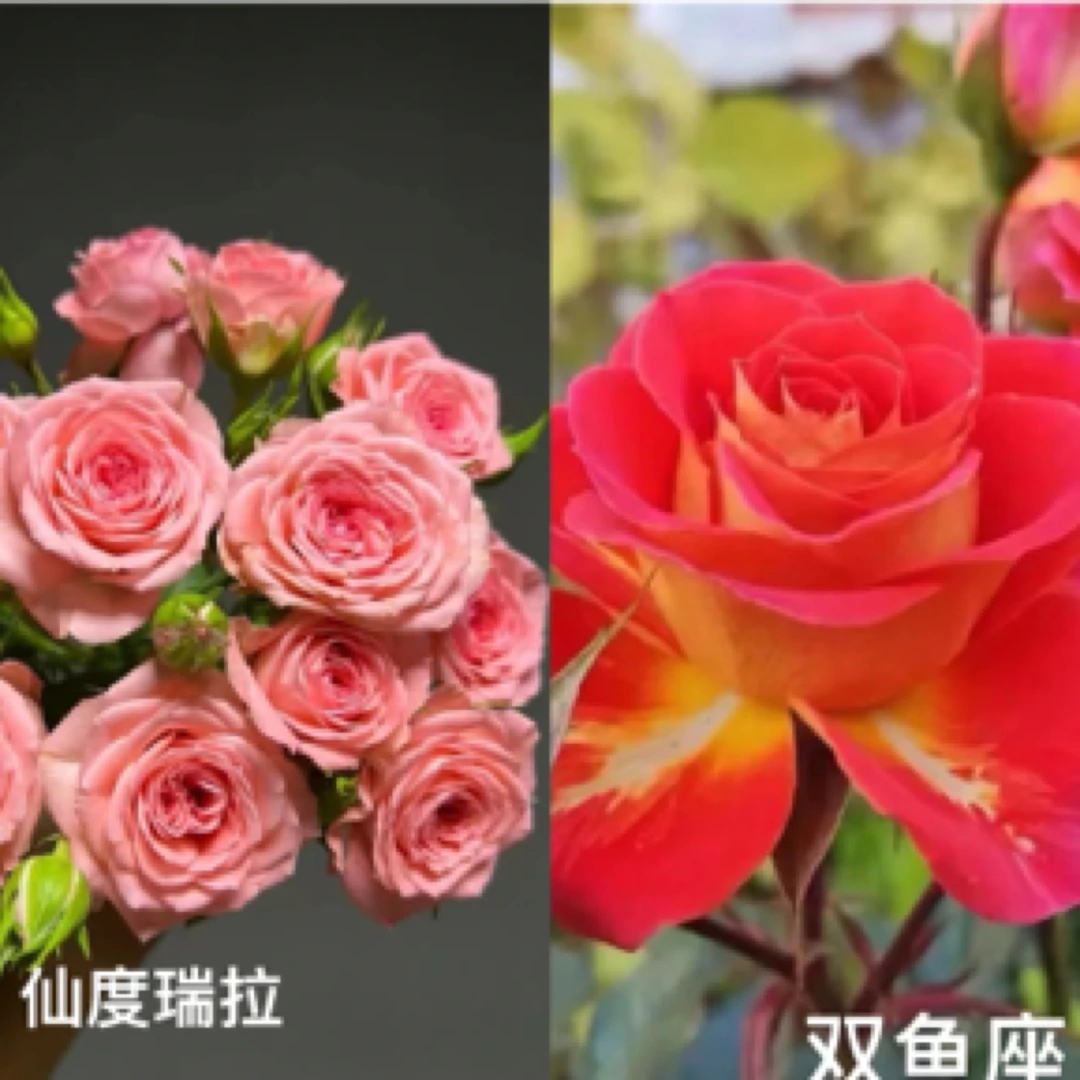 【180盆组合】仙度瑞拉+双鱼座 月季盆栽  多季节开花 庭院观赏花卉