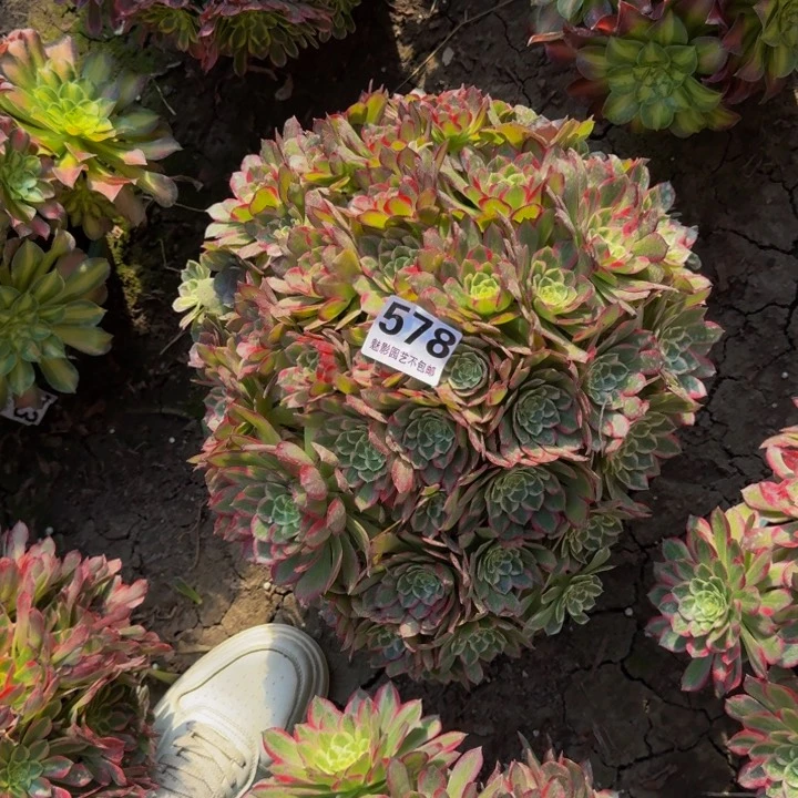 莲花花27-38包邮花花