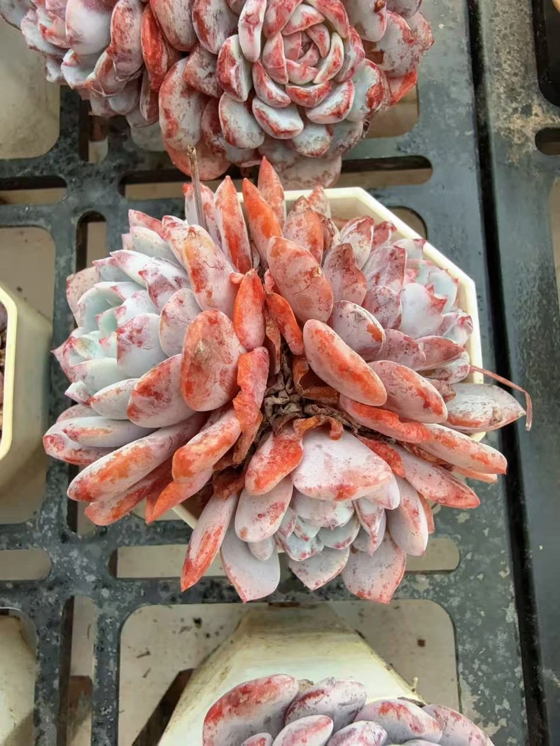 70#3-4糖心雪莲有砍（5-7cm）脱土