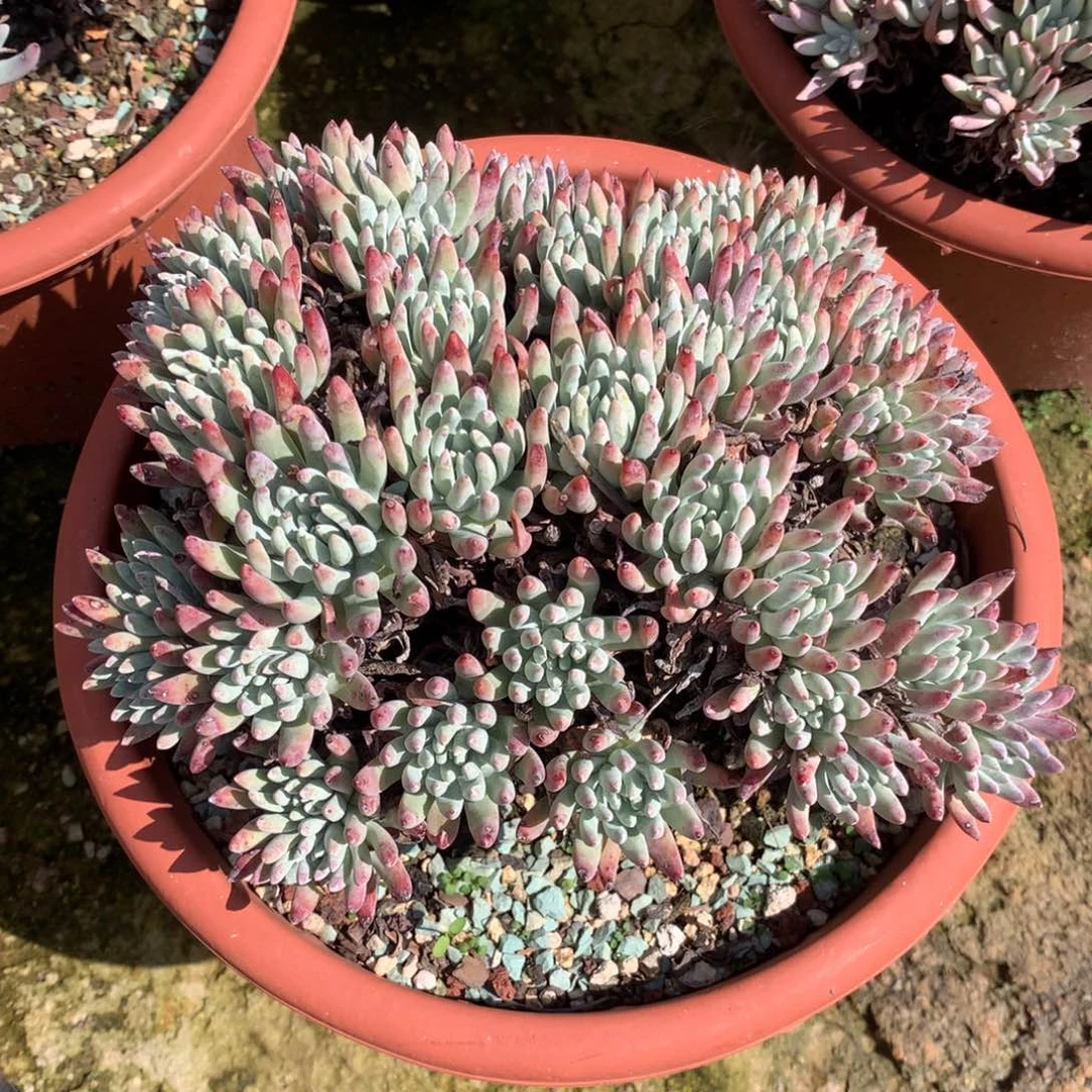 无花朵雪花，仙女杯多肉