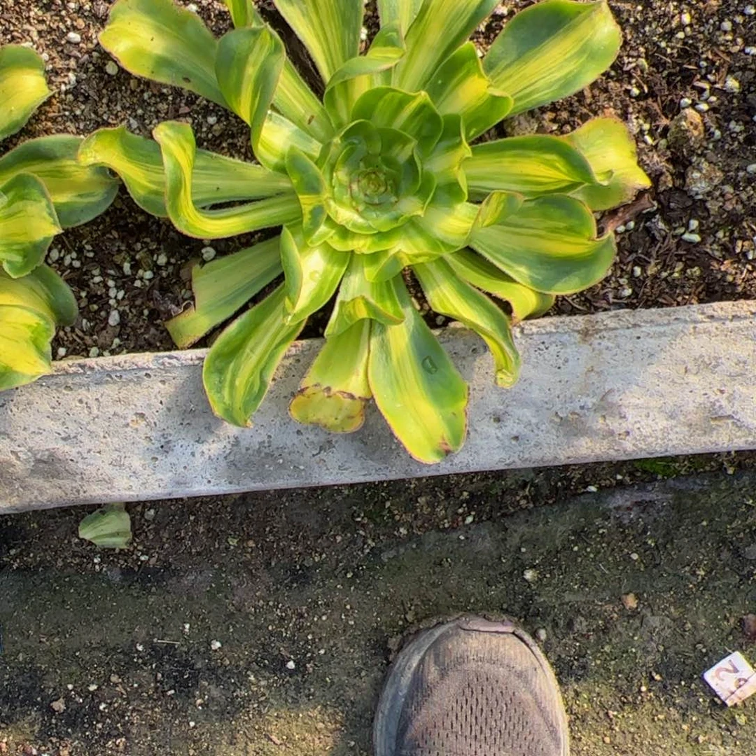 丫**宝粉铜寄养费到春