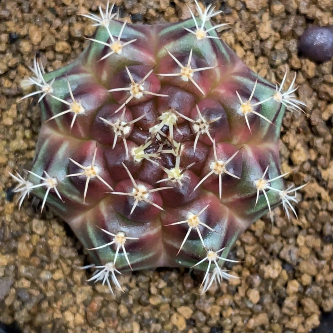 当前无花朵，栽培后可花朵绿茶