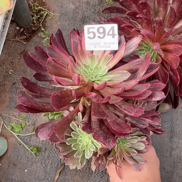 594多肉植物黑天使