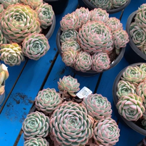 米****?6109水晶玫瑰多肉