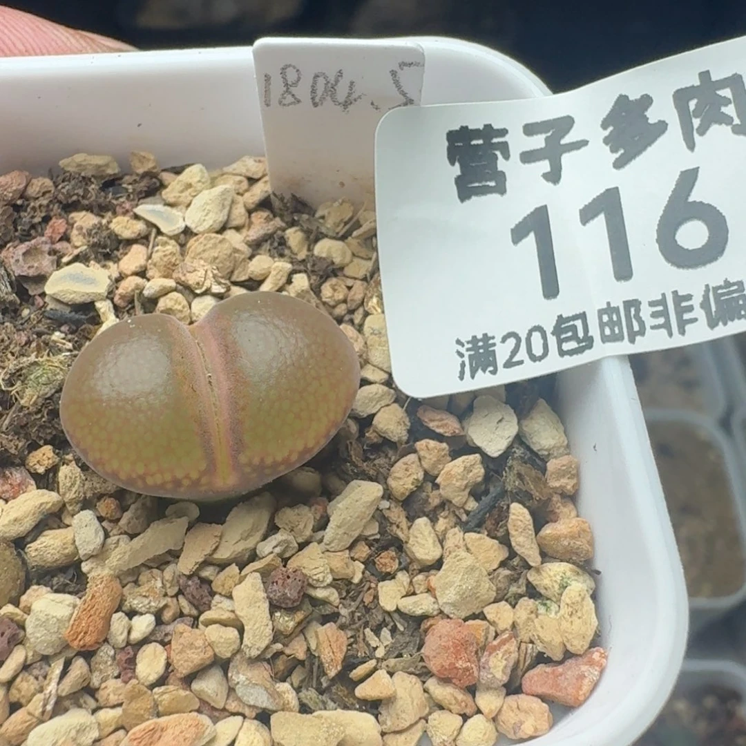 1804.5带盆土。