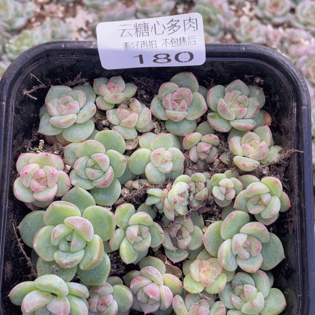 云糖心多肉植物180