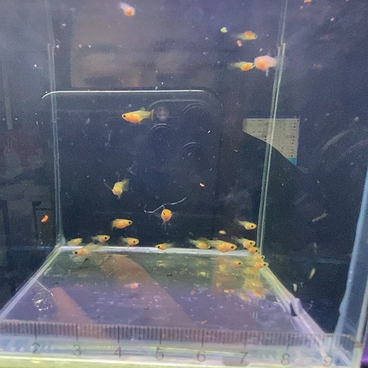 孔雀鱼深海蓝玻璃猫球c苗子20 条