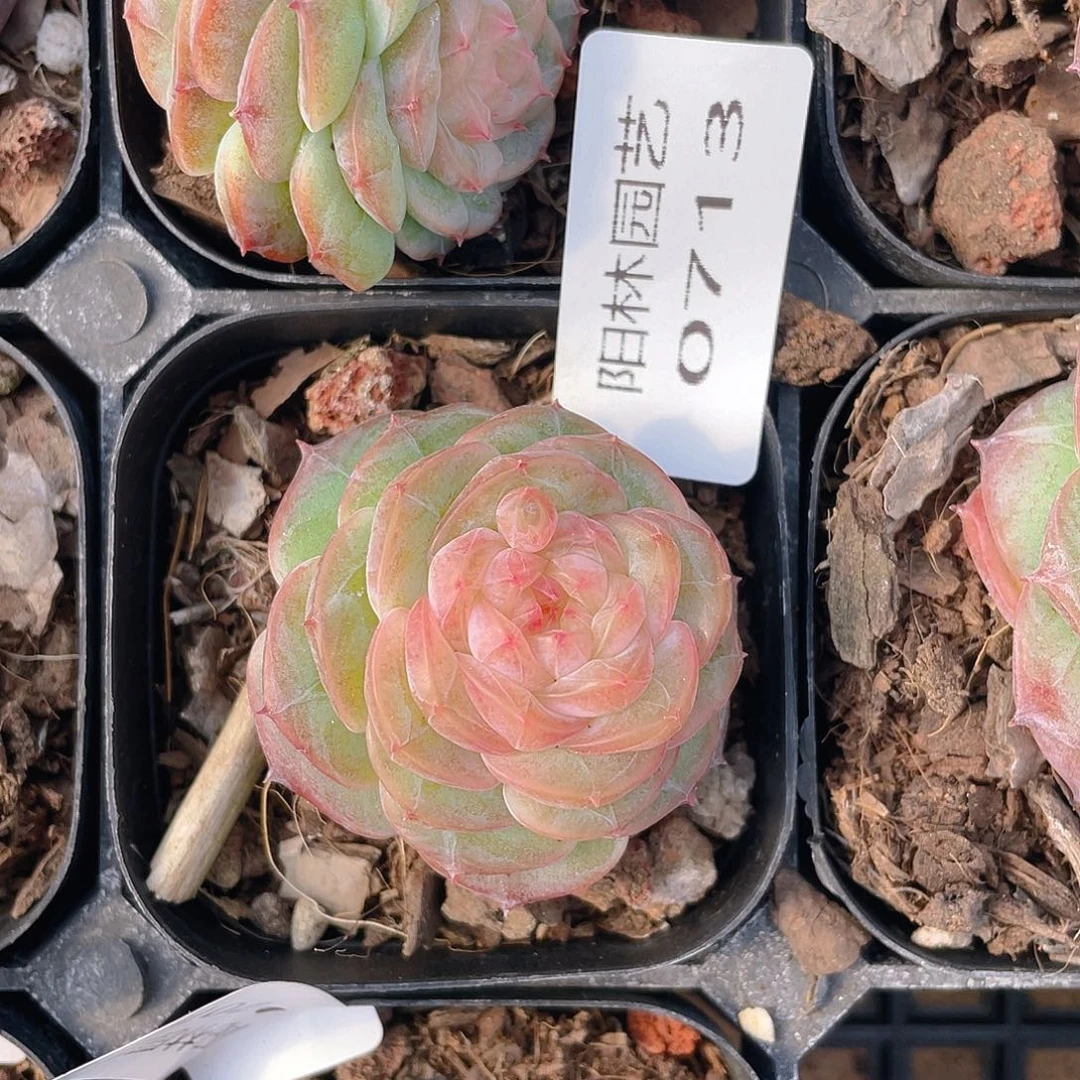 多肉植物多肉植物713