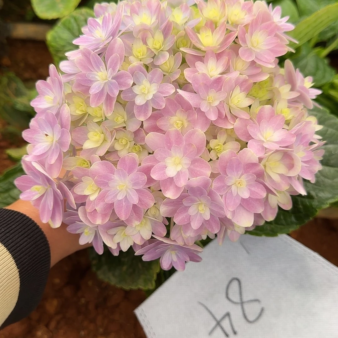 绣球切花一物一拍3枝起包邮，84