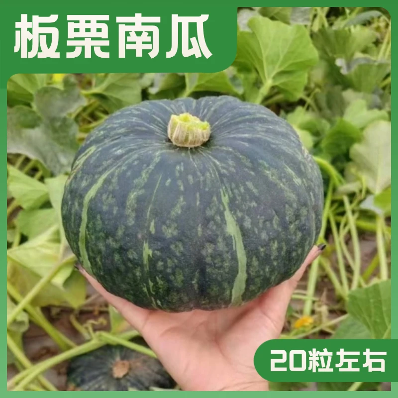 板栗南瓜种子板栗味浓郁口感粉面迷你贝贝南瓜籽全国春秋季节种植