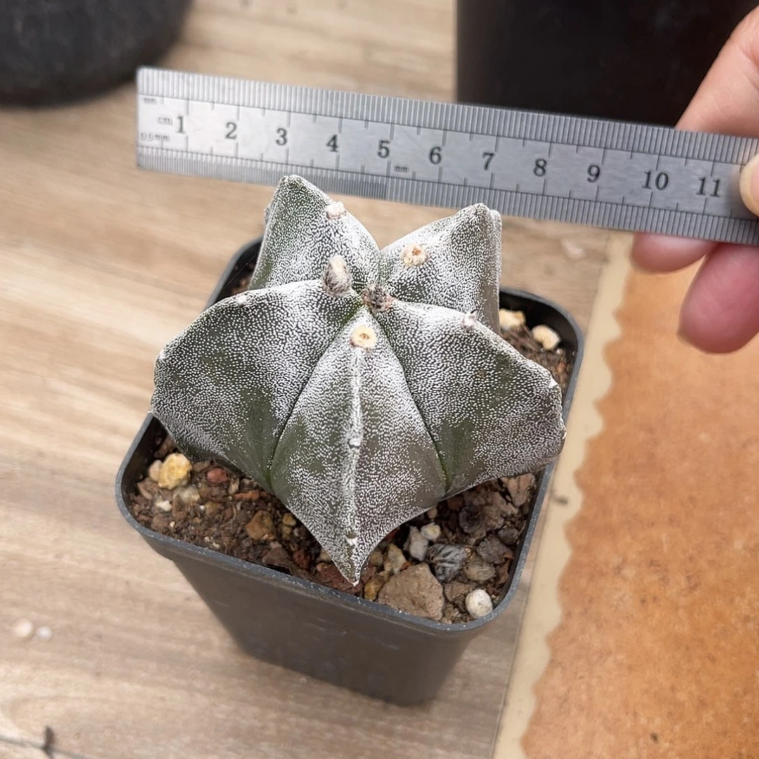 鸾凤玉一物一拍下单包邮