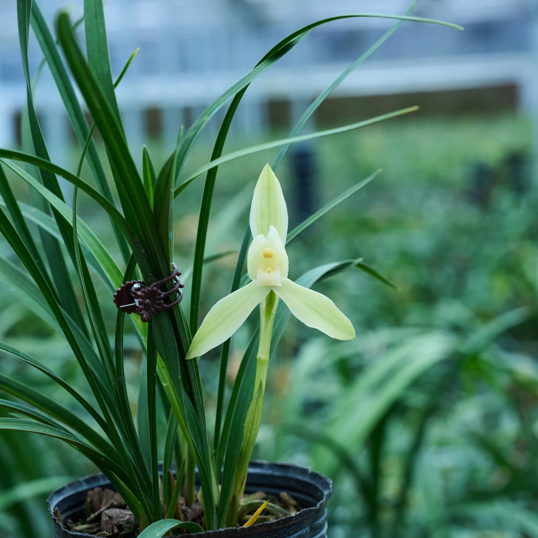 【白雪冰心】兰花春兰素花  新手经典好养浓香室内桌面花卉绿植盆栽