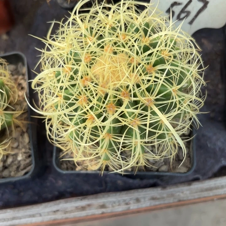 用***0567实生卷刺金虎好养