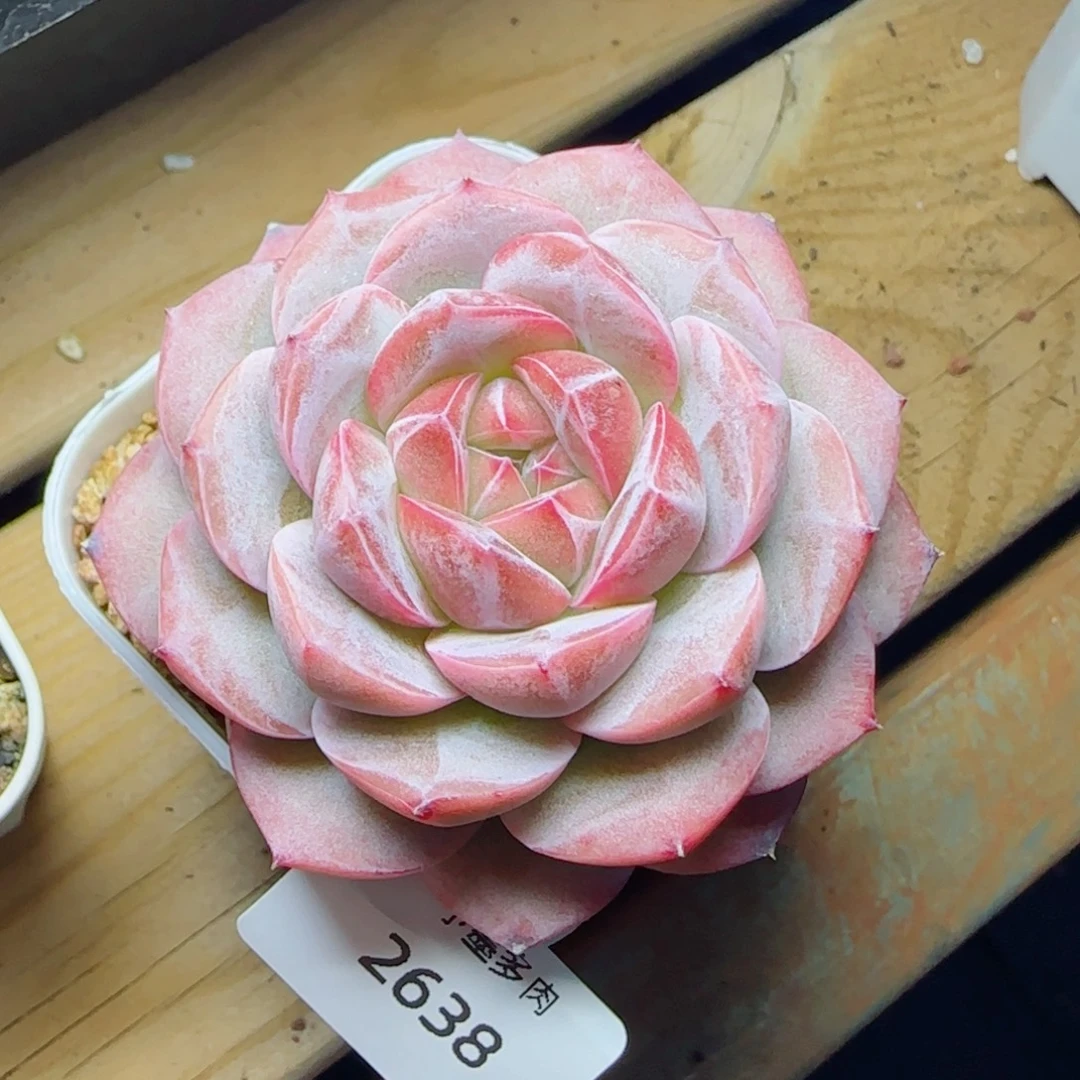 玄霜，2638多肉植物