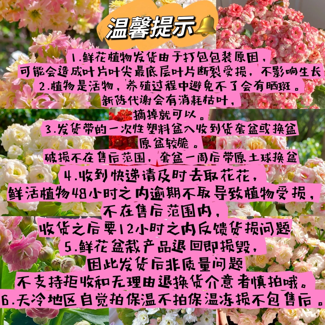 （新人专属福利）120盆精品长寿花