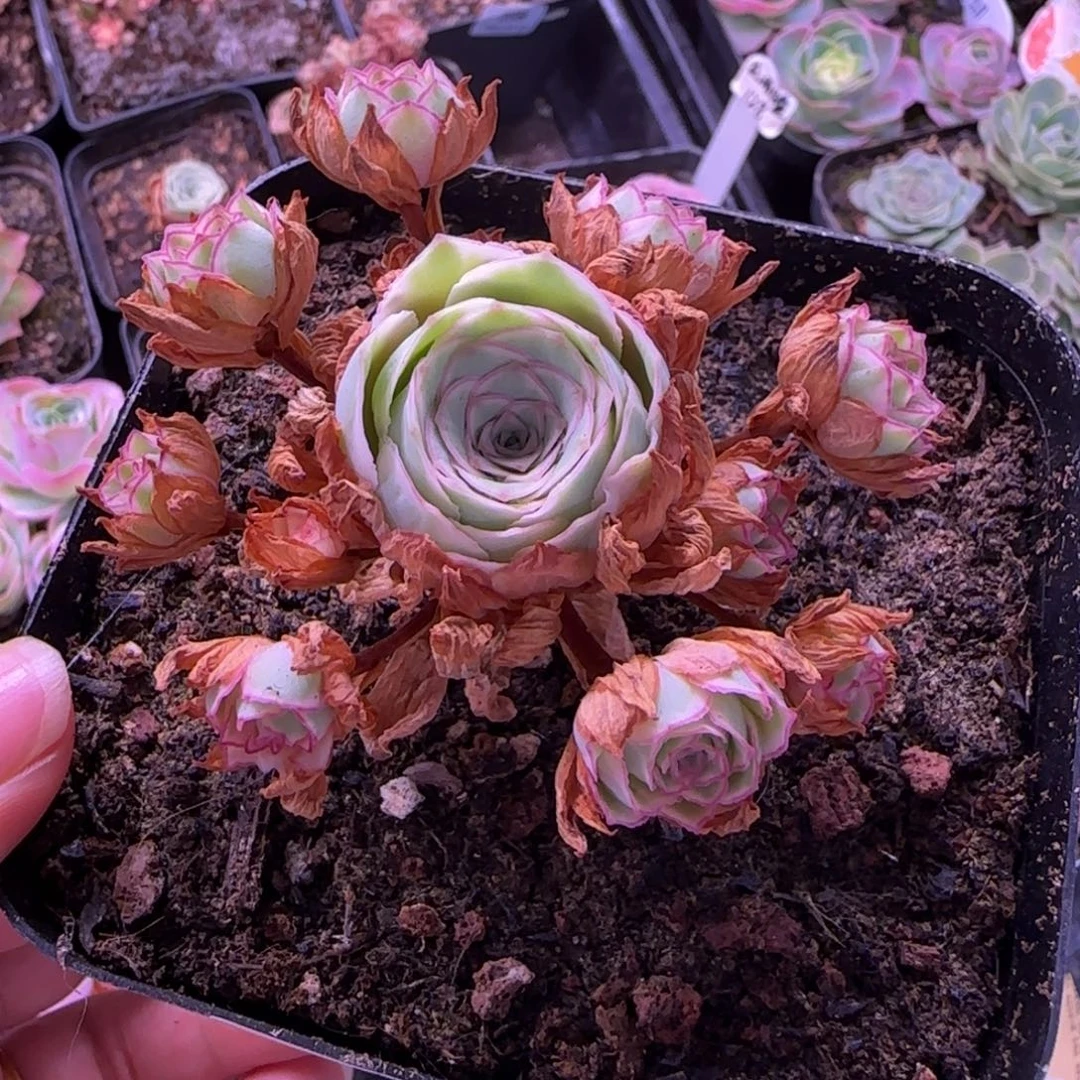 半城玫瑰十方杯214