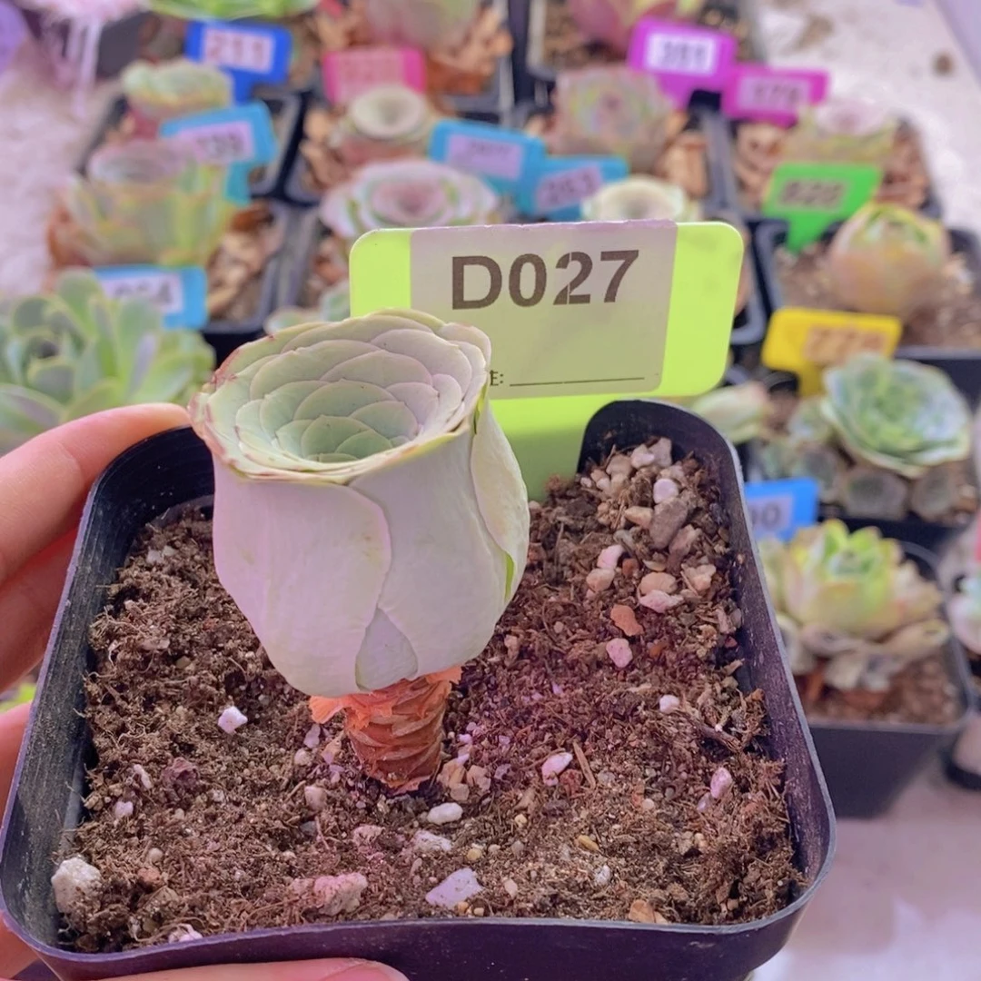 山地玫瑰一物一拍027