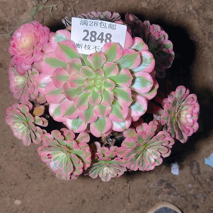 2848红铜白多肉植物