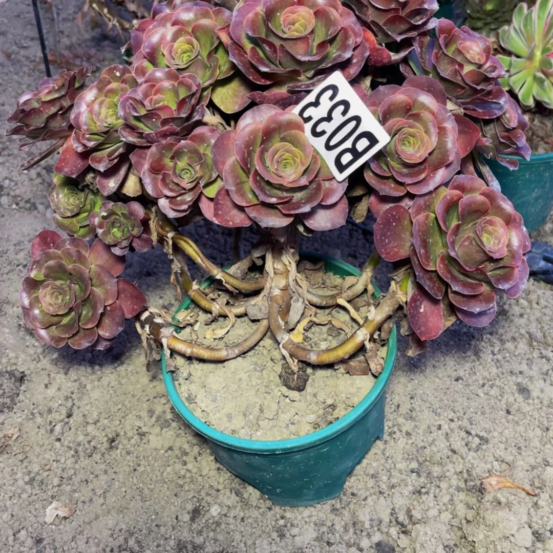 魅金法师16/////45包邮