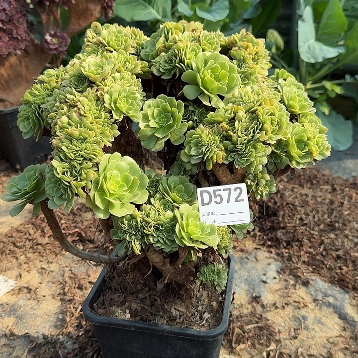 572绿缀朵朵朵一颗呀呀