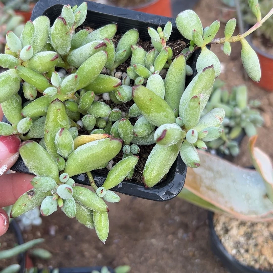 多肉植物精灵福娘