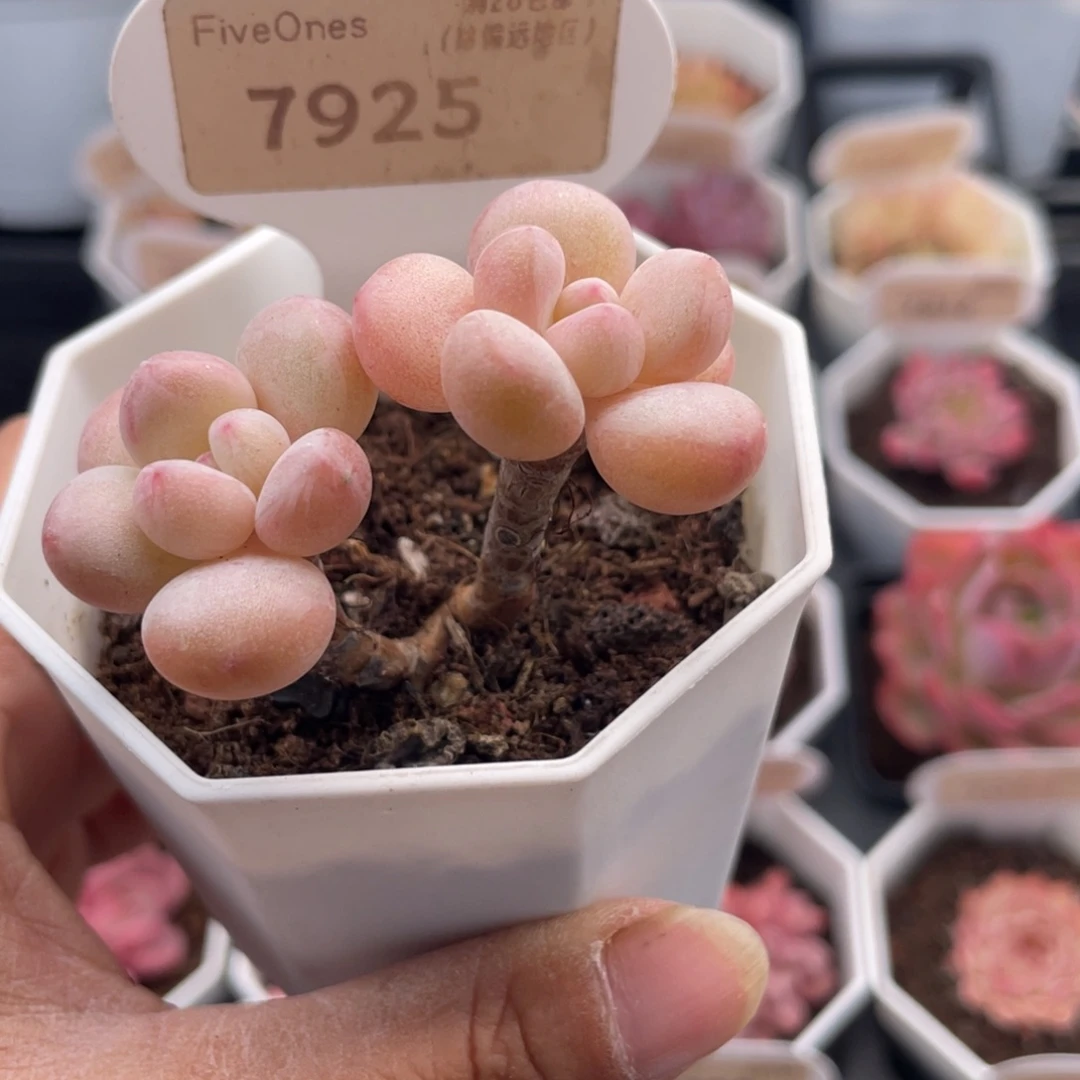 泡泡糖7925-5.0厘米