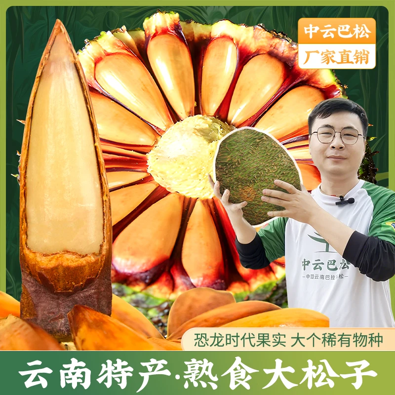 巴拉那松松子 拇指大松子 松子有拇指大  送人送礼 高端坚果零食
