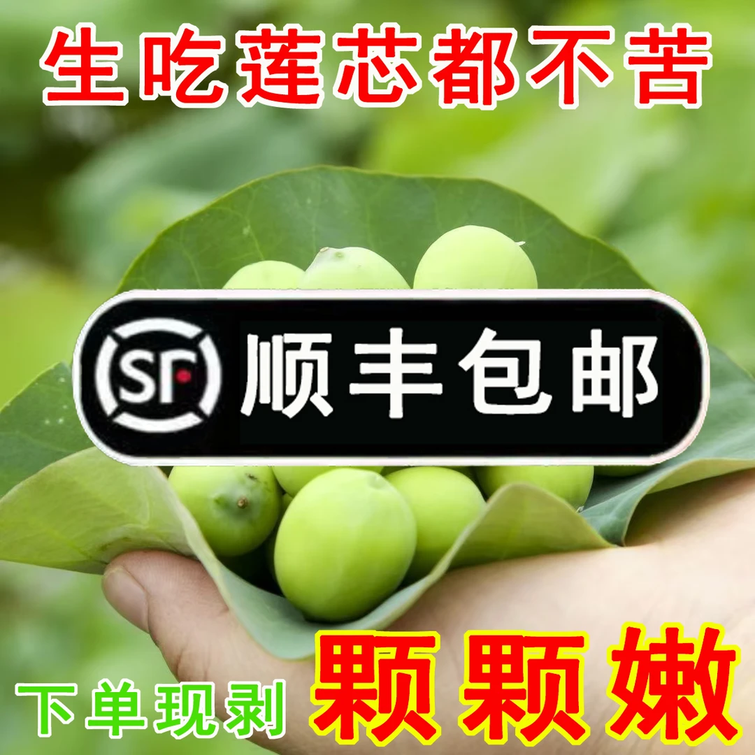 洪湖莲子新鲜莲蓬生吃现摘湖北特产鲜嫩水果莲蓬包邮顺丰莲子现剥