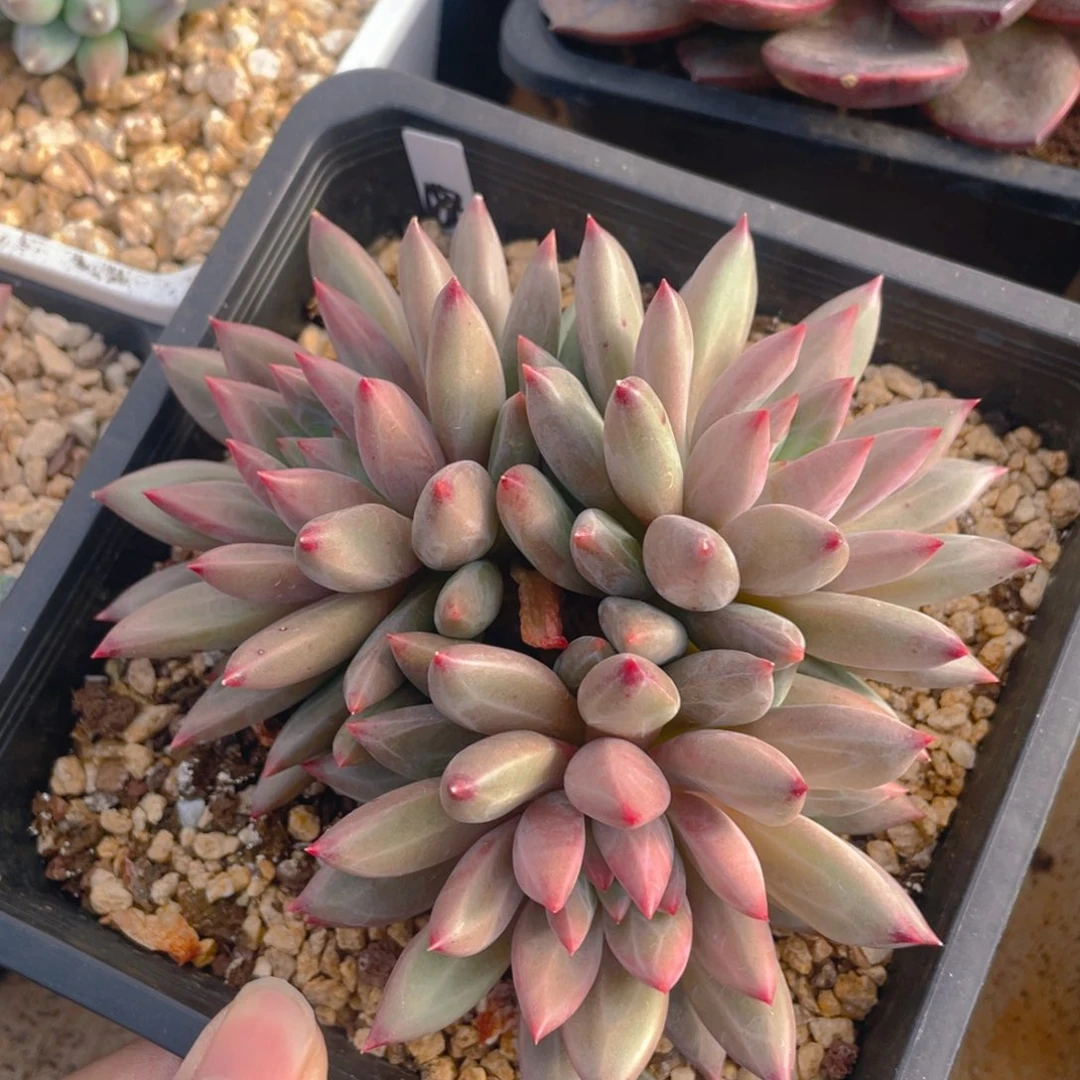 羽毛纹虞美人多肉植物一棵