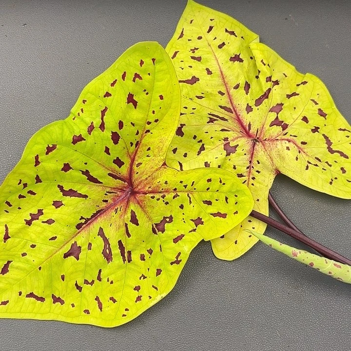 81-0622秋香现货多肉