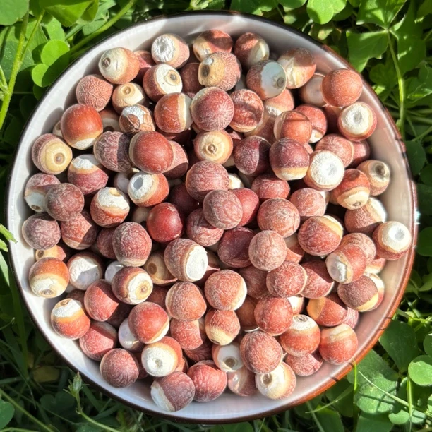 【杨老妹】山货芡实250克送250克 到手500克 农产品 平时可搭配茯苓