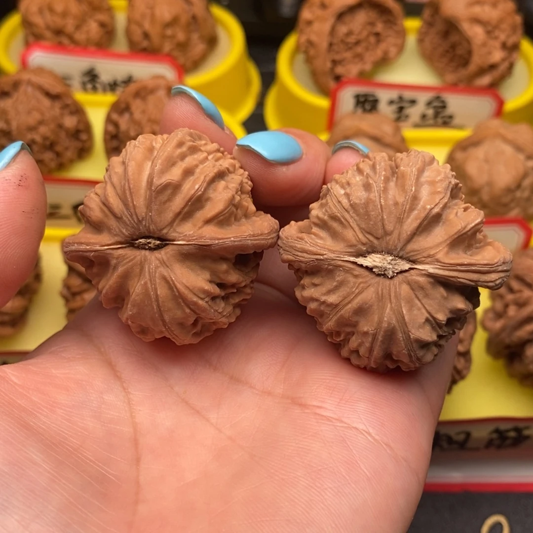 菩提籽类白狮子子