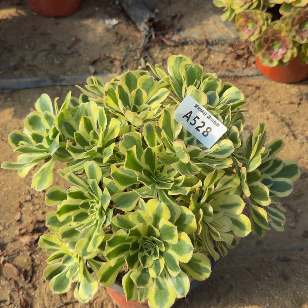 528保时捷。多肉植物