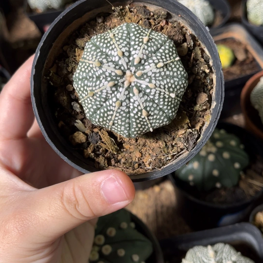 实生奇迹兜球一物一拍4.5cm